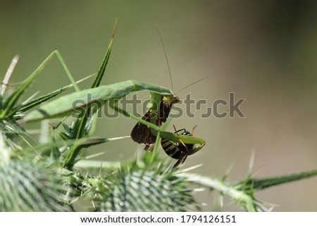 Mantis holding a wasp with one arm while eating a butterfly with its other arm