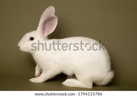 Studio portrait of a white American mix rabbit
