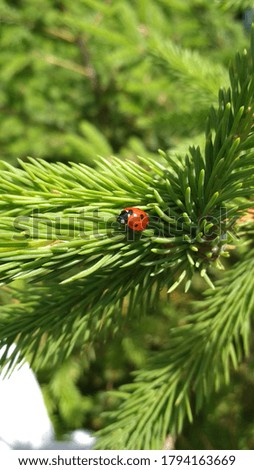 ladybug on the spruce tree.