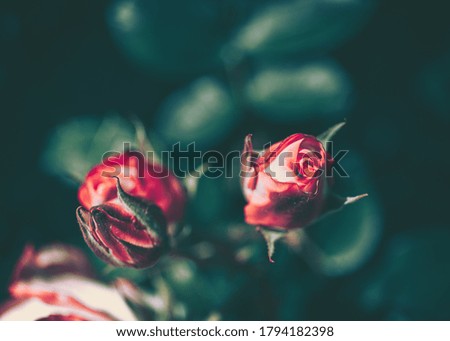 Beautiful Rose on Vintage style; nature background