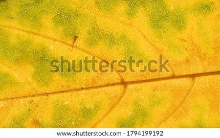 Blurred abstract background.Texture of yellow autumn maple leaf, brightly lit by the sun. Close-up shot. Macro photography.