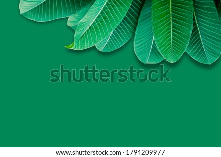 Dark green leaves on green background for wallpaper