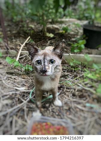 Selected focus on blurred image of baby cat in the blurred background garden. Homeless kitten looking something. Close up. Blurred. Kitten concept.