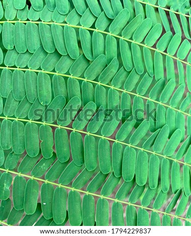 Green tamarind leaves in 4 rows Royalty-Free Stock Photo #1794229837