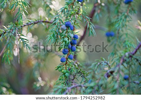 Blue berry-like cones and green needle-like leaves of a Juniperus communis (The common juniper). Beautiful indigo color berries of a Juniperus communis.  Royalty-Free Stock Photo #1794252982