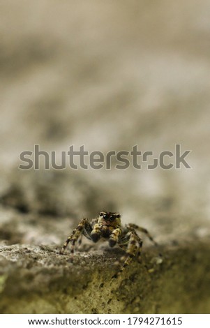 A vertical closeup shot of a spider in the ground with a blurry background