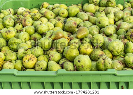 Ripe fall pears in a container in autumn