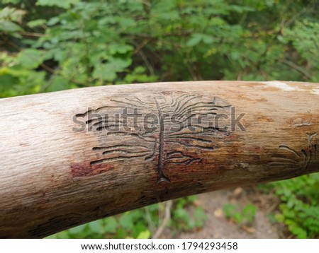 European spruce bark beetle marks on wood. Weird marks of pupa eating wood in the forest Royalty-Free Stock Photo #1794293458