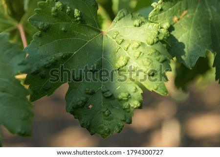 Vineyard plantation in summer. Green growing vine formed by bushes.