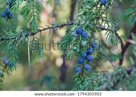 Macro of lovely blue fruits and green needles of Juniperus communis (The common juniper). Beautiful indigo berries of Juniperus communis.  Royalty-Free Stock Photo #1794301903