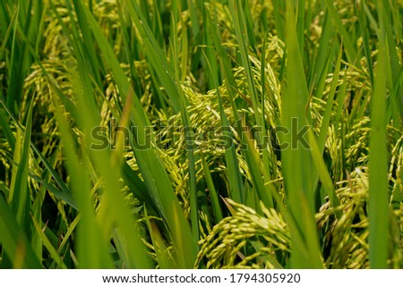 Beautiful agriculture landscape with fresh green and yellow rice field background. Tropical concepts