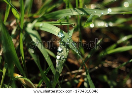 Rain drops on grass shine