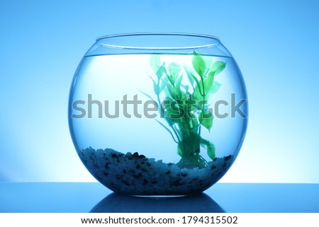 Glass fish bowl with clear water, plant and decorative pebble on blue background