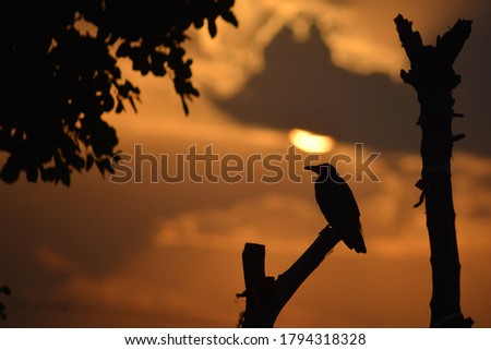 Silhouette of a crow at sunset in bird sanctuary 