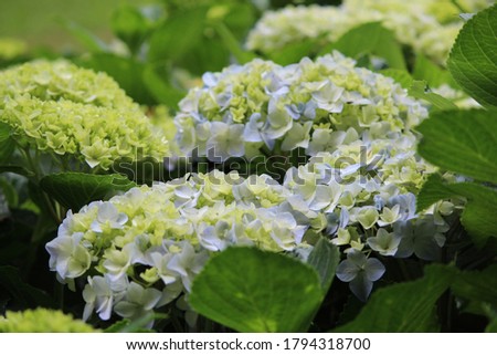 beautiful flower green garden images
