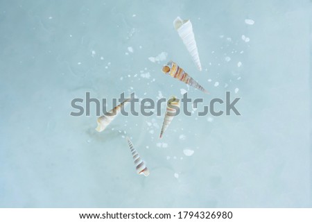marine abstraction, levitation of shells and water droplets on a light blue background, selective focus, blur