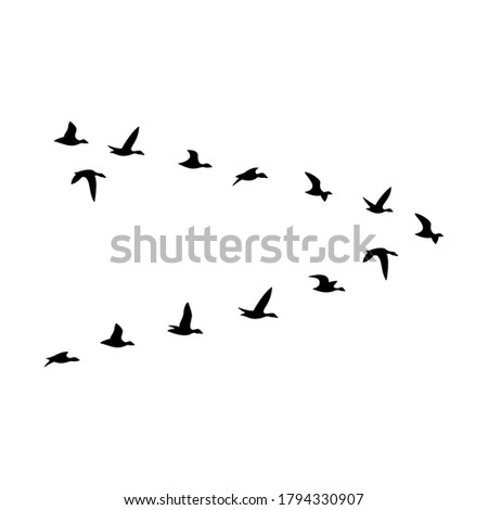 The black silhouette of the flock of the ducks are isolated on the white background.