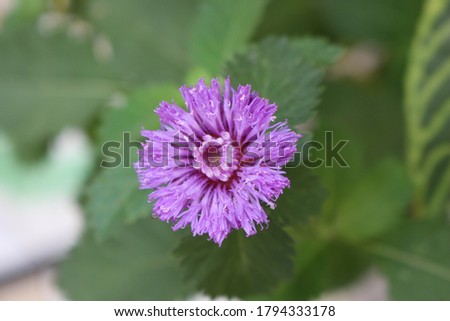 a very pretty little purple flower