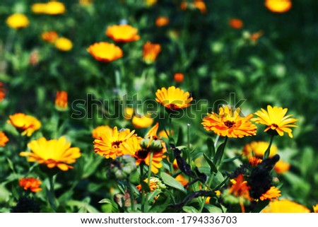 Blurred summer background with growing flowers calendula, marigold. Sunny day. Beautiful Floral Wallpaper