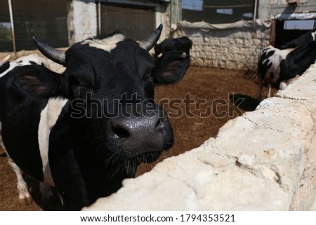Pictures of animals in the barn
