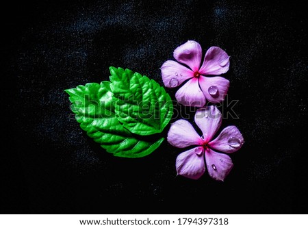 Photo of flowers and leaves , best wallpaper of flowers and leaves