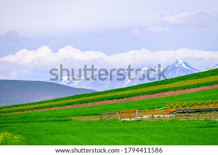 Menyuan yellow Rapeseed Flower Scenic Spot in Qinghai, China. Blue sky, white clouds, green wheat field, beautiful villages