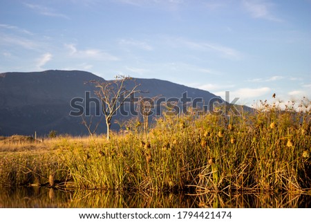 Scenic background picture of a wildlife  farm during sunset. The reflection of the grass and reeds glistening from the suns reflection. 