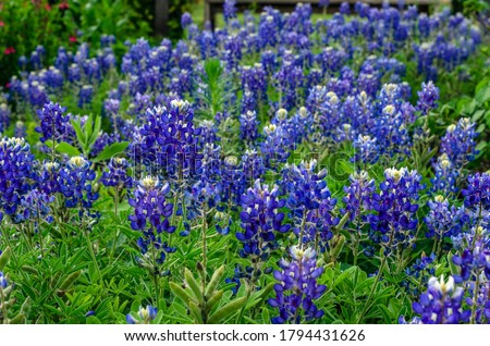 Lovely flowers blooming in the Hill Country, Texas Bluebonnets, near Fredericksburg, Texas, USA Royalty-Free Stock Photo #1794431626