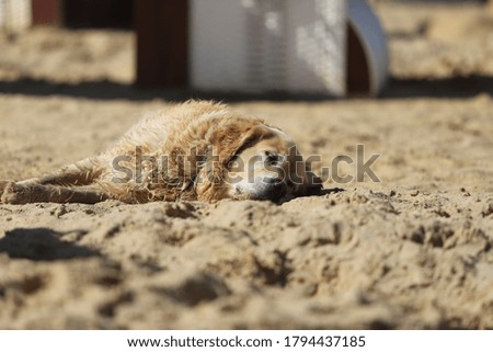 Retriever enjoying a sunny day next to the beach 