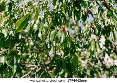 Red cherry fruits on tree branches. Ripe berries among the foliage.