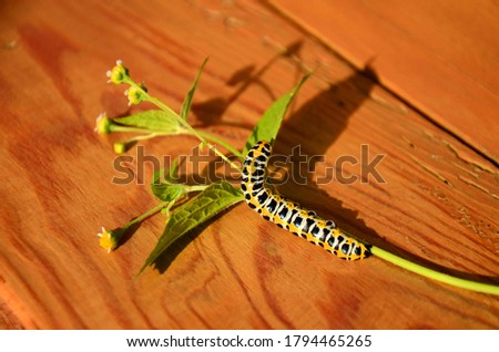 Black Swallowtail caterpillar on a branch on wooden background. Black and yellow worm.