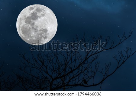 Full moon on the sky with silhouette tree branch.