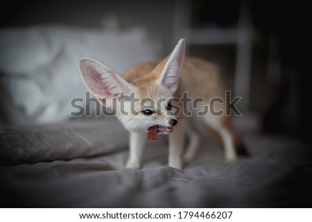 Fennec fox cub eats meat on a bed
