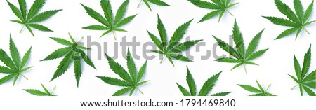 Pattern of hemp or cannabis leaves isolate on white background. Top view. Flat lay. Close up of fresh cannabis leaves for your design. Banner. Royalty-Free Stock Photo #1794469840