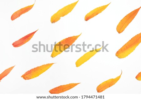 Autumn flat lay background with red and yellow leaves on white background