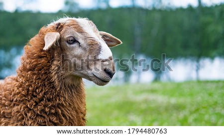 brown sheep on green meadow, meadow, field, agriculture, small ruminants Royalty-Free Stock Photo #1794480763