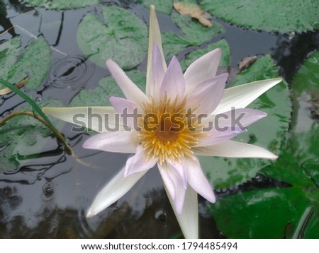 Nymphaea lotus or Egyptian white waterlily. Garden, light.