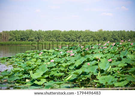 Lotus field in the Volga river delta in the city of Astrakhan