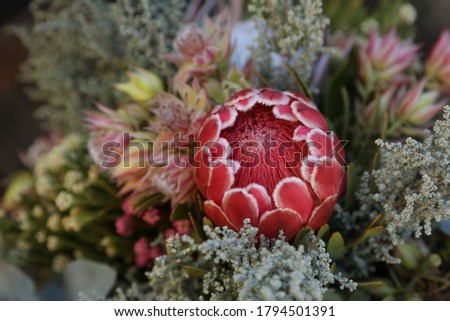 A beautiful pink Protea flower. This photo has selective focus. 