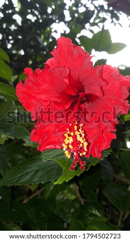 A RED HIBISCUS FLOWER PICTURE 