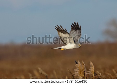 A male hen harrier in flight over the reed belt.