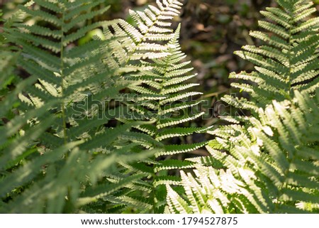forest green fern lit by the sun