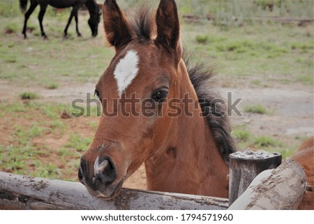 Little foal standing at fence. 