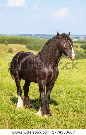 A beautiful brown horse with a long mane in the pasture at a horse farm. Portrait of a horse against nature background. Horse breeding, animal husbandry