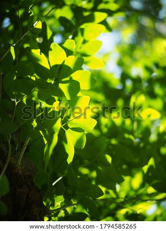 blur organic green plant leaves shallow depth of field under natural sunlight and dark environment in home garden outdoor for peaceful mood backdrop or background