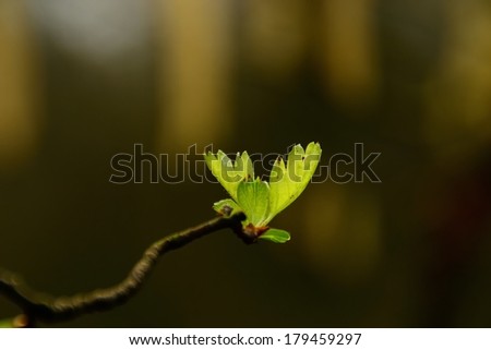 The new Hawthorn (Crataegus monogyna) leaves as the sun climbs in Northwest English woods.