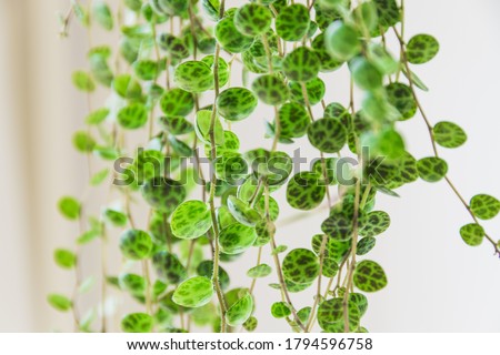 Close-up on the dainty patterned leaves of "string of turtles" (peperomia prostrata) trailing houseplant on white background. Beautiful houseplant detail against white backdrop.