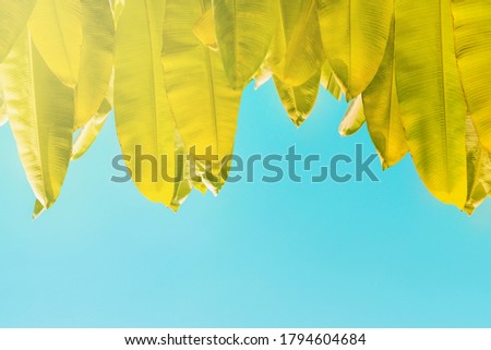 Tree tropical leaves on bright blue background, soft toned photo