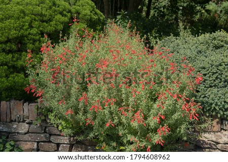 Summer Flowering Bright Red Flowers of a Californian Fuchsia Shrub (Zauschneria californica) Growing on Top of a Stone Wall in a Country Cottage Garden in Rural Devon, England, UK
