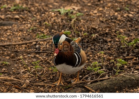 Male Mandarin duck, Aix galericulata, standing on the lake shore with autumn background